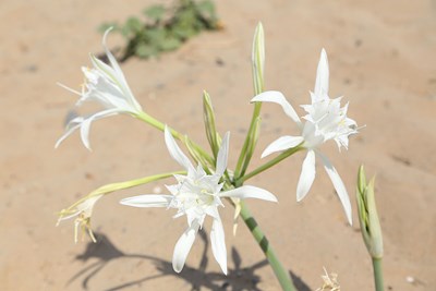 Şile Florası