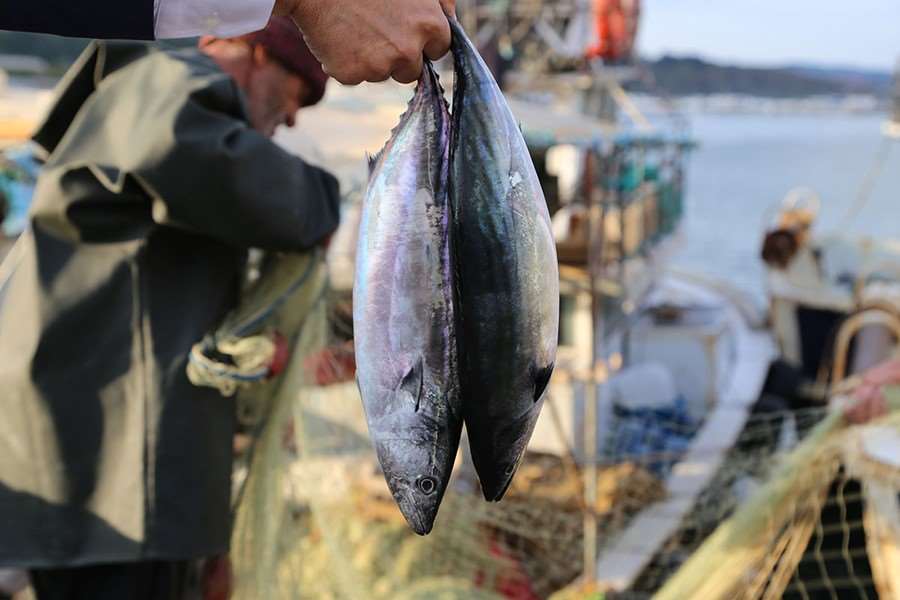 Şile Palamudu ve Deniz Mutfağı